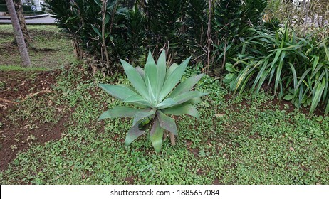 Foxtail Agave Images Stock Photos Vectors Shutterstock