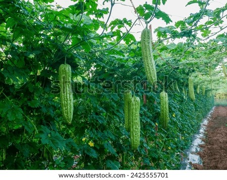 
Image of an agricultural bitter gourd orchard with many fruits and large fruits.