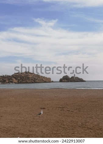 image of Aguilas beach, Murcia There is a seagull and a dove, the beach is called Las Delicias. Photo taken on February 7, 2024,