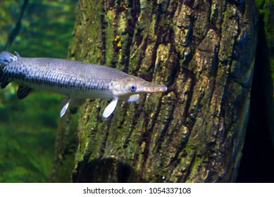 Image Alligator Gar Fish Aquarium Tank Stock Photo 1054337108 ...