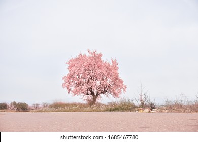 Image of an almond tree. Nice photography of spring landscape. Decorative background.