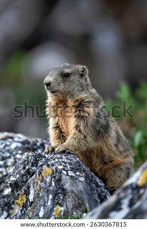 A image of Alpine marmot