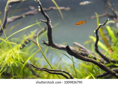 Image Of Amano (Yamato) Shrimp And Ember Tetra Fish In Aquarium Tank With A Variety Of Aquatic Plants Inside By Nature Style Concept.