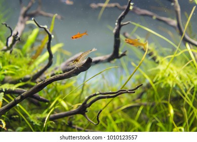 Image Of Amano (Yamato) Shrimp And Ember Tetra Fish In Aquarium Tank With A Variety Of Aquatic Plants Inside By Nature Style Concept.