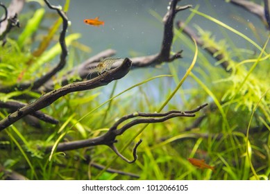 Image Of Amano (Yamato) Shrimp And Ember Tetra Fish In Aquarium Tank With A Variety Of Aquatic Plants Inside By Nature Style Concept.