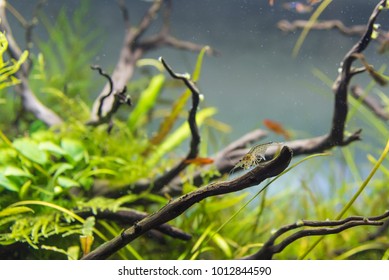 Image Of Amano (Yamato) Shrimp And Ember Tetra Fish In Aquarium Tank With A Variety Of Aquatic Plants Inside By Nature Style Concept.