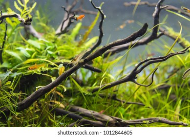 Image Of Amano (Yamato) Shrimp And Ember Tetra Fish In Aquarium Tank With A Variety Of Aquatic Plants Inside By Nature Style Concept.