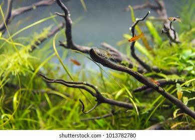 Image Of Amano (Yamato) Shrimp And Ember Tetra Fish In Aquarium Tank With A Variety Of Aquatic Plants Inside By Nature Style Concept.