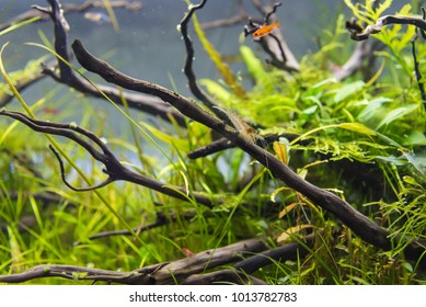 Image Of Amano (Yamato) Shrimp And Ember Tetra Fish In Aquarium Tank With A Variety Of Aquatic Plants Inside By Nature Style Concept.