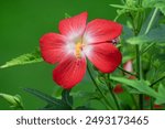 Image of Ambrette, Musk Mallow, Musk Okra, Native Rosella in the garden, Red flowers, Red flowers background.