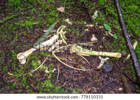 Image of animal bones in forest