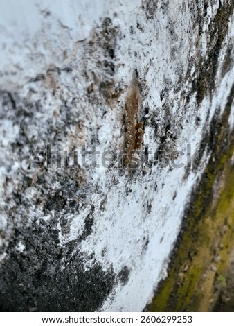 The image appears to be a close-up of a surface, possibly a wall or rock, covered with moss or fungus. There's a white, crust-like texture, and in the middle, there's a furry caterpillar. 