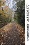 The image appears to show a path in Bacton Wood, specifically depicting autumn in the wood with fallen leaves covering the tracks. 
