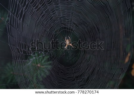 Similar – Image, Stock Photo backyard theatre Moss Leaf