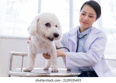 Image Of Asian Female Veterinarian Examining A Dog
