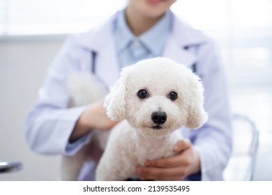 Image Of Asian Female Veterinarian Examining A Dog
