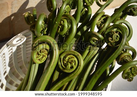 Image of athyrium esculentum, vegetable fern also known as fiddleheads fern and in indian subcontinent it is known locally lingri,lungdu,lingad,kasrod and limbra used as vegetable and for pickle 