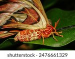 Image of Atlas Moth, Giant butterfly background, Atlas Moth background, Close up of Atlas Moth.