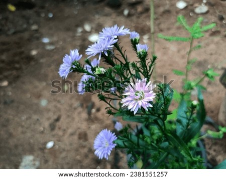 Image of attractive decorative flowers