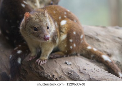 Image Australian Quoll Stock Photo 1129680968 