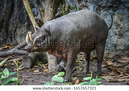 Image of babirusa of wild