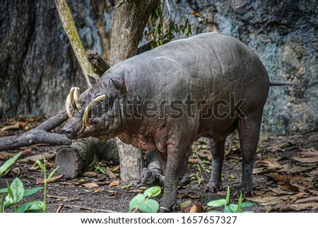Image of babirusa of wild