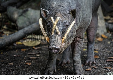 Image of babirusa of wild