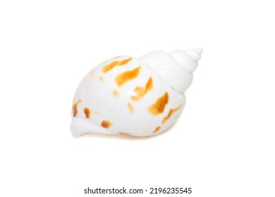 Image Of Babylonia Areolata Is A Species Of Sea Snail, A Marine Gastropod Mollusc In The Family Babyloniidae Isolated On White Background. Undersea Animals. Sea Shells.