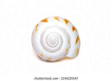 Image Of Babylonia Areolata Is A Species Of Sea Snail, A Marine Gastropod Mollusc In The Family Babyloniidae Isolated On White Background. Undersea Animals. Sea Shells.