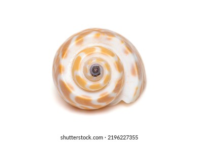 Image Of Babylonia Spirata, Common Name The Spiral Babylon, Is A Species Of Sea Snail, A Marine Gastropod Mollusk, In The Family Babyloniidae. Isolated On White Background. Sea Snail. Undersea Animal.