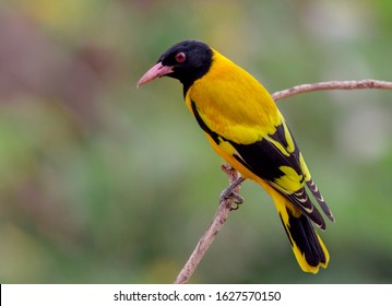 489 Hooded oriole Images, Stock Photos & Vectors | Shutterstock