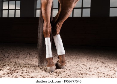 Image of the bandaged hooves of a thoroughbred horse. Competition preparation concept. Mixed media - Powered by Shutterstock