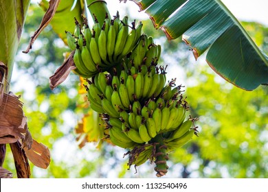 Image Of Bannana Hanging From Tree