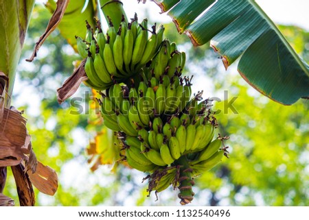 Image of Bannana hanging from tree