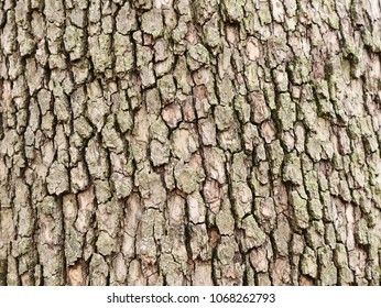 Image Of Bark Pine Tree. Natural Background,texture / With Copy Space