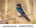 Image of barn swallow bird (Hirundo rustica) on the natural background. Bird. Animal.