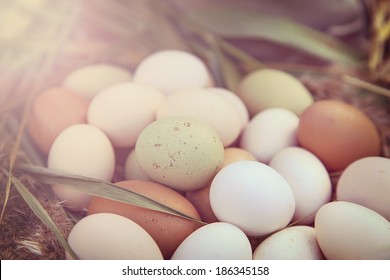 Image of a basket of organic eggs