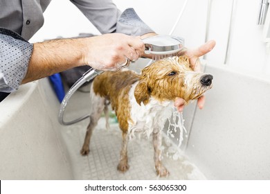 An Image Of Bathing A Cute Dog