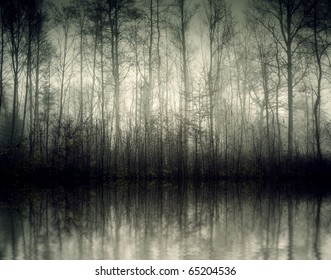 An image of a beautiful forest with fog in bavaria germany