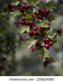 An Image Of Beautiful Forest Scene.