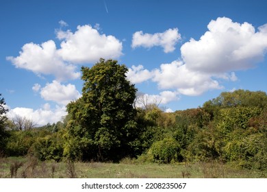 An Image Of Beautiful Forest Scene.