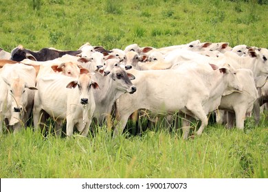 Image of a beautiful herd of cows on pasture!