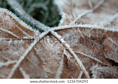 Similar – Foto Bild Der Frost geht weg. Winter