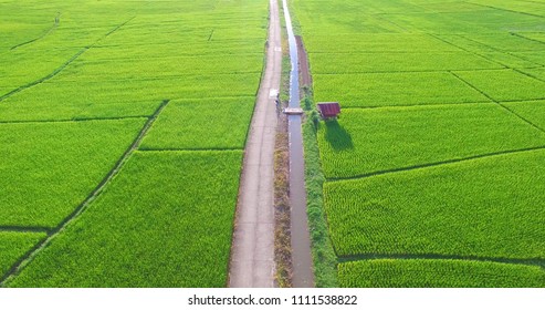 Image Of Beautiful Terraced Rice Field In Water Season And Irrigation From Drone,Top View Of Rices Paddy Field,nan,thailand