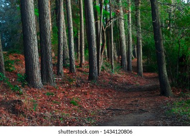 Image Of The Beautiful Trees Encoring The Base Of The Tyler State Park Lake. 