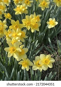 Image Of Beautiful Yellow Paperwhite, Narcissus