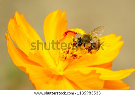 Similar – Foto Bild Schwebfliege auf einer gelben Gartenblume