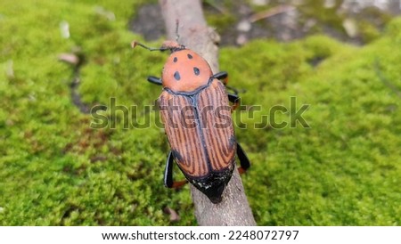 Image of beetle: Rhynchophorus ferrugineus. 
It is a genus of beetles in the weevil family, Curculionidae. Common names: The red palm weevil, Asian palm weevil or Sago palm weevil. 