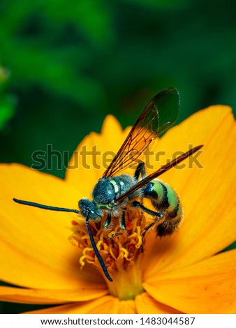 Similar – Image, Stock Photo black on yellow? bee!