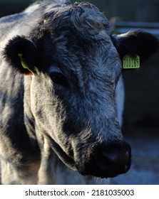 An Image Of A Belgian Blue Cow.